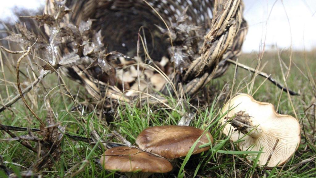El lugar perfecto para ir a buscar setas en Girona: un bosque perdido en medio del Pirineo