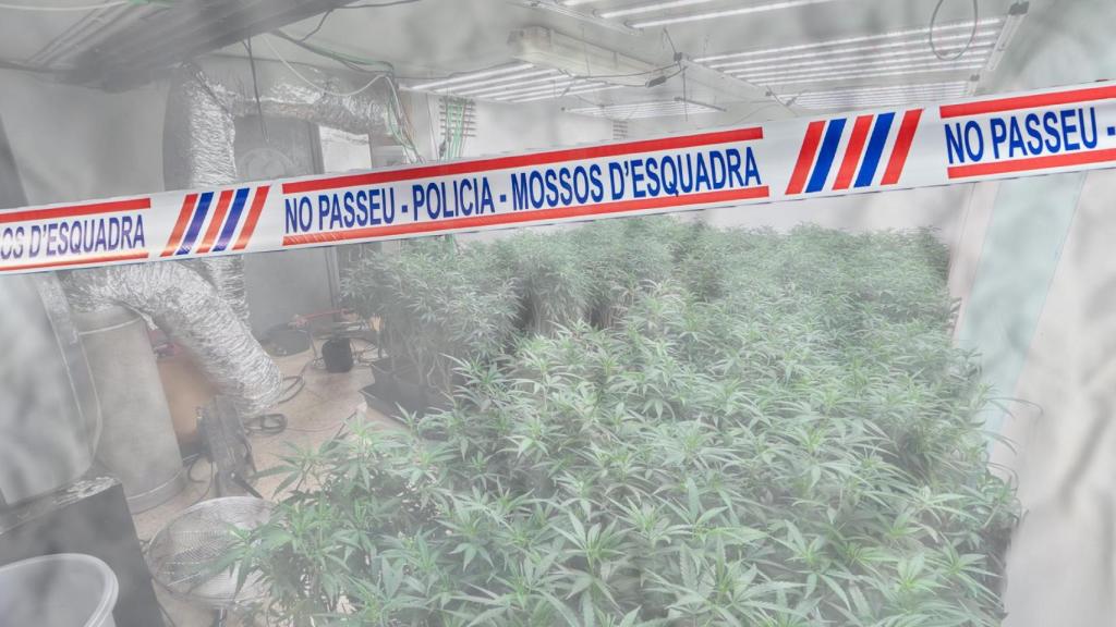 Muntatge d'una plantació 'indoor' de marihuana amb un cordó policial