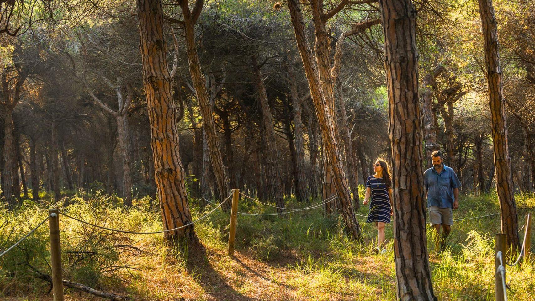 El bosque de Cataluña que solo abre 10 veces al año, la Pineda de Can Camins