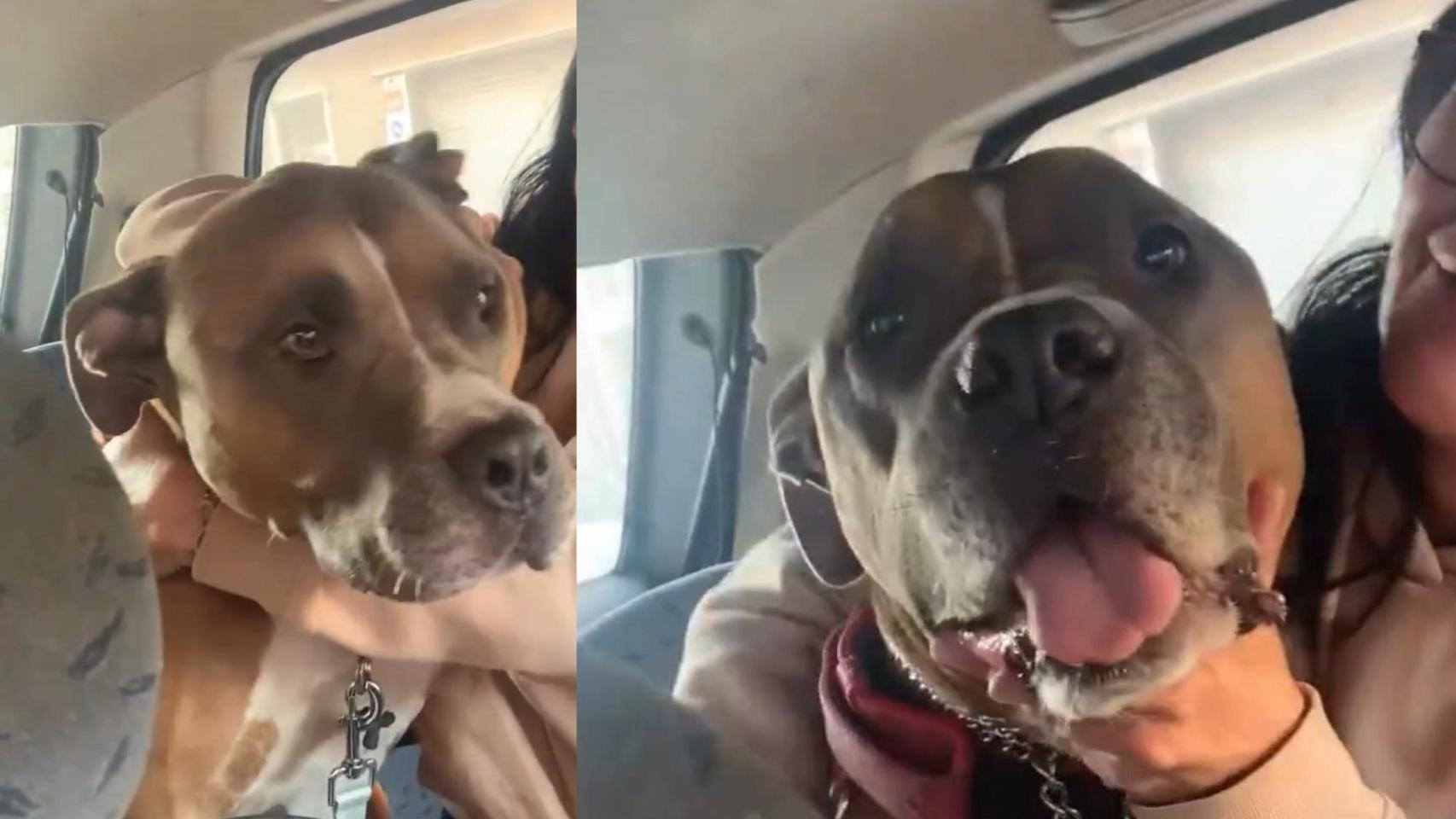 De Piera a Badalona: rescatan a Fanuk, un perro secuestrado en 2024