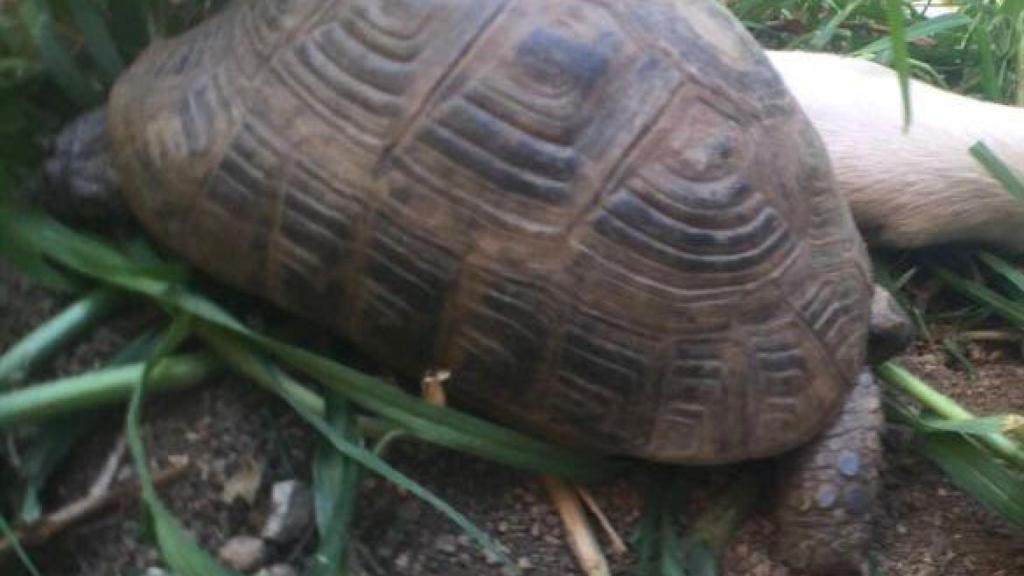 Buscan a 'Tortu', una tortuga de tierra perdida en Badalona