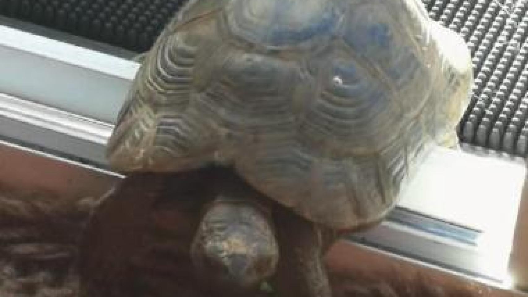 Buscan a 'Tortu', una tortuga de tierra perdida en Badalona