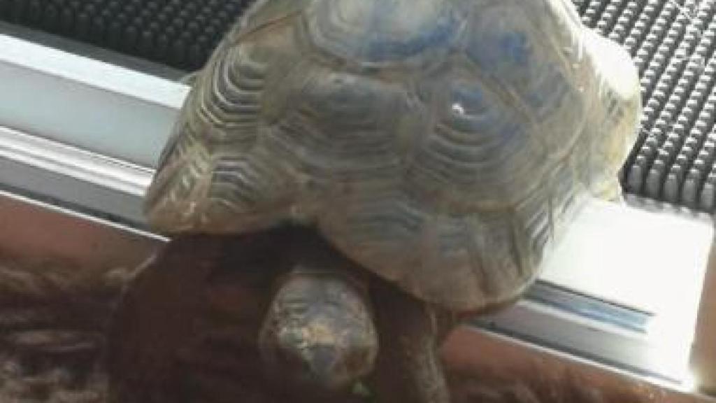 Buscan a 'Tortu', una tortuga de tierra perdida en Badalona