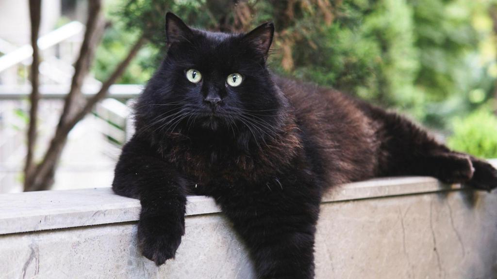 Un gato negro tumbado