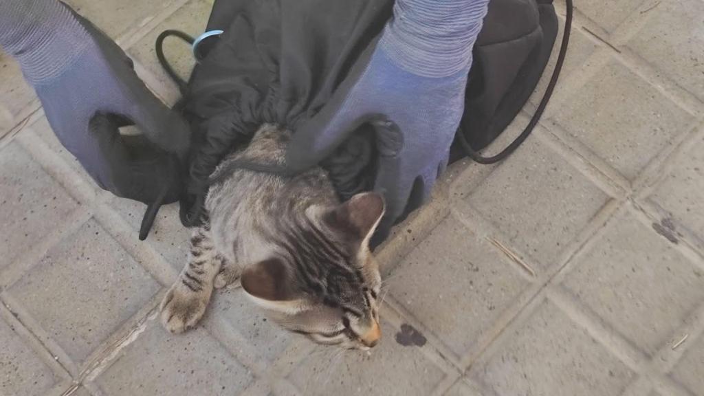 El gato rescatado por los operarios de recogida de basura en Badalona