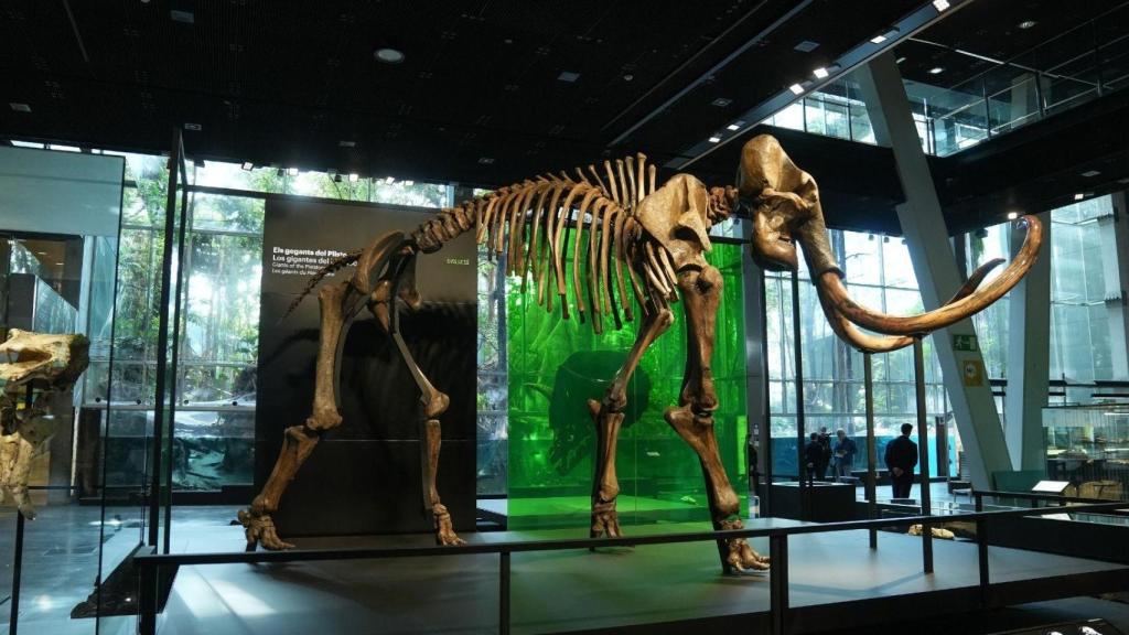 El mamut lanudo del CosmoCaixa de Barcelona