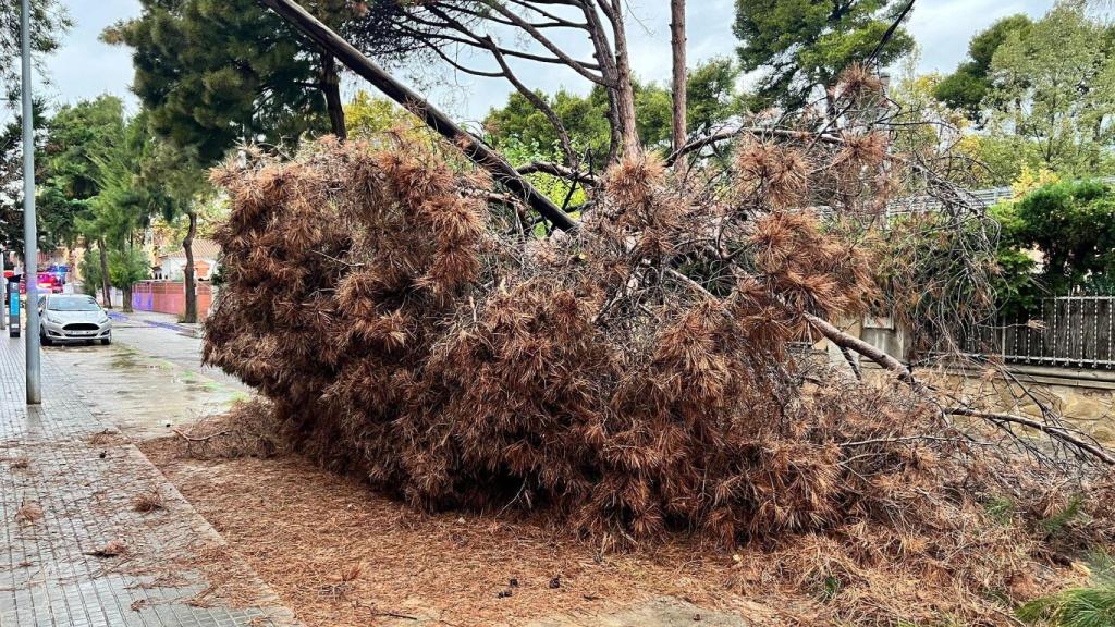 Árbol caído en Castelldefels