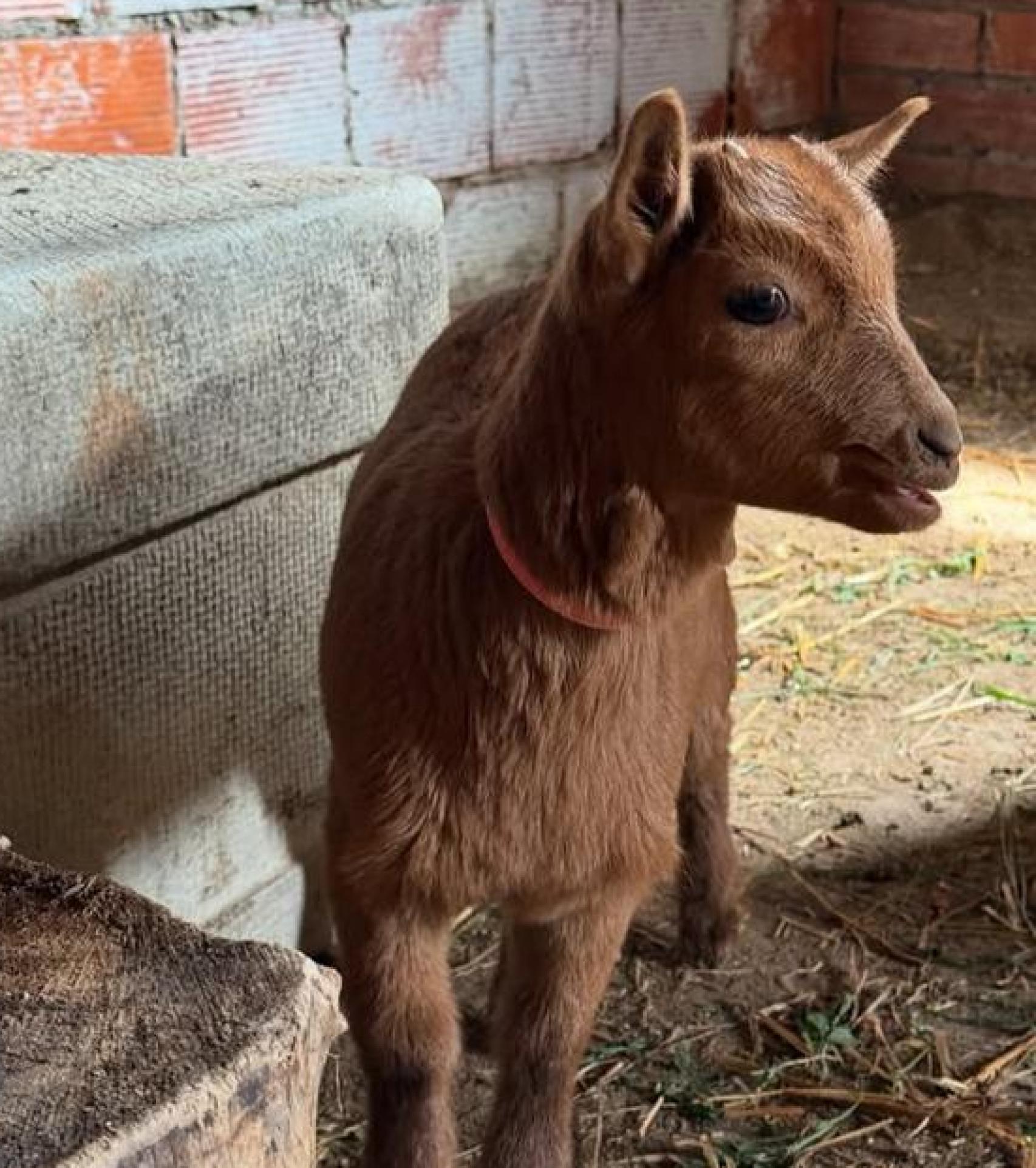 Uno de sus animales en una imagen de Instagram