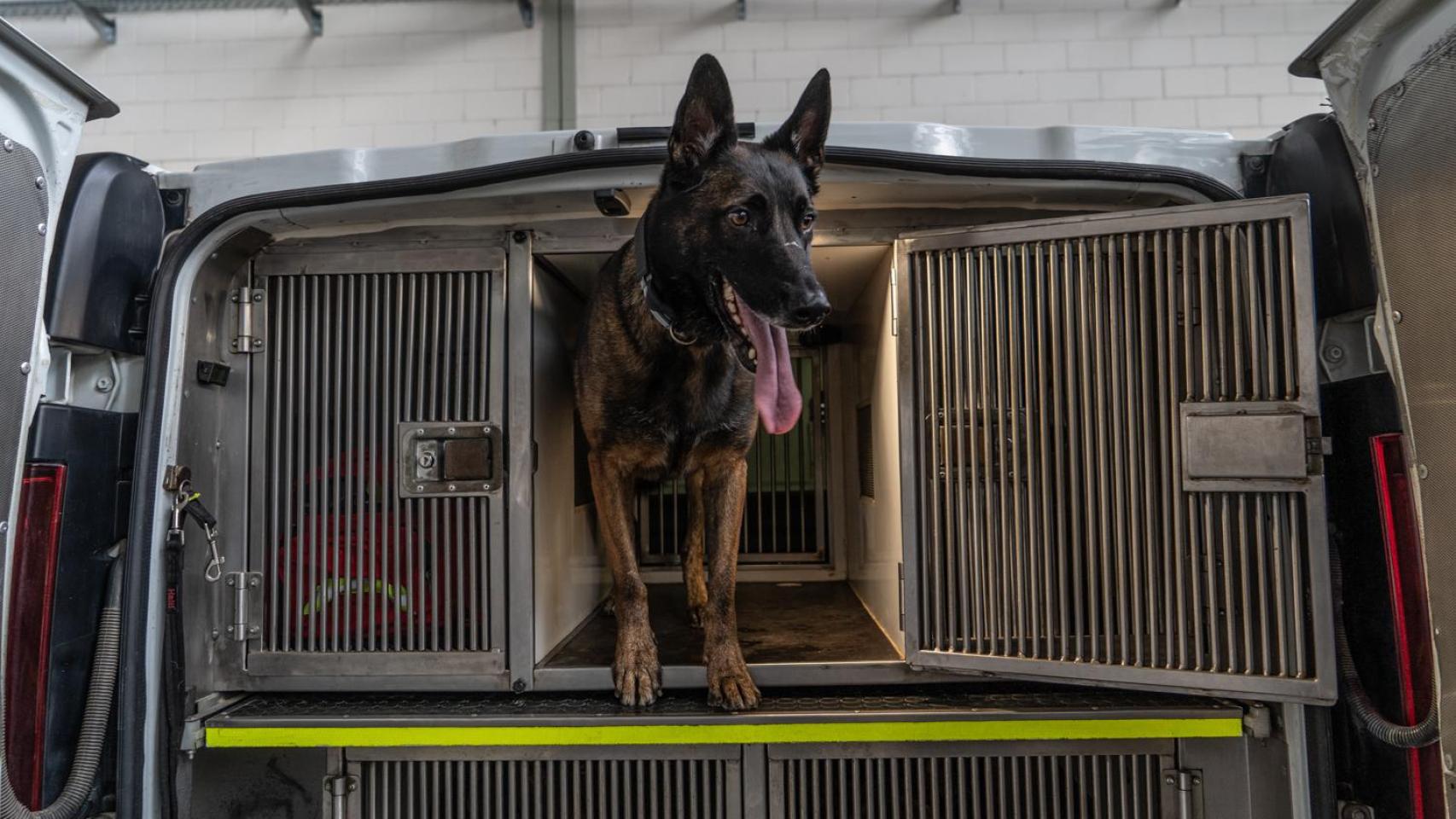 Uno de los perros policía de Sabadell en la furgoneta donde los transportan
