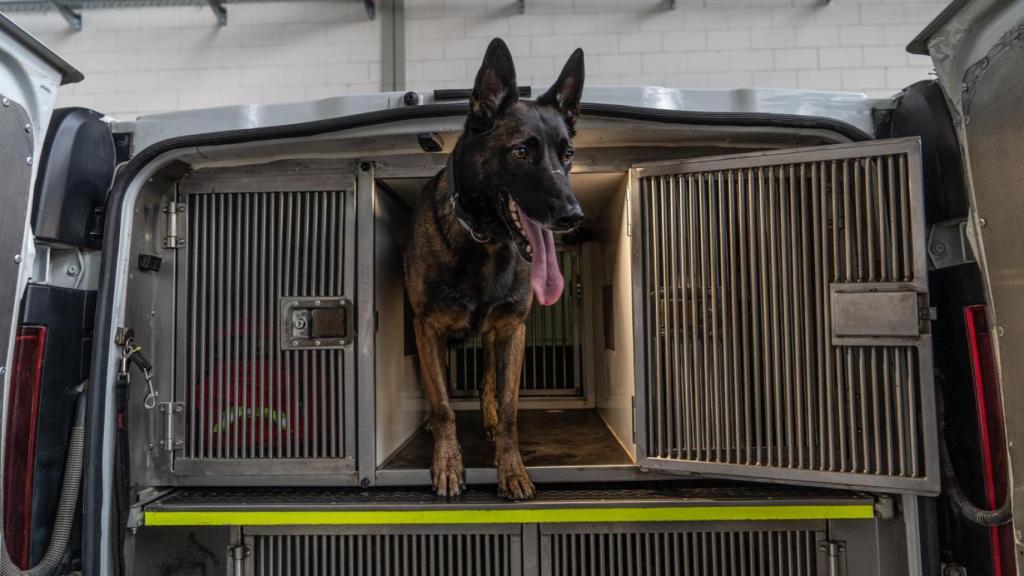 Uno de los perros policía de Sabadell en la furgoneta donde los transportan