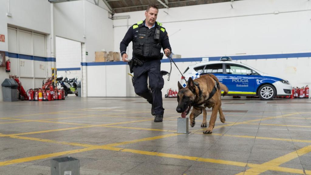 Uno de los entrenos de los perros de la Unidad Canina de la Policía Municipal de Sabadell