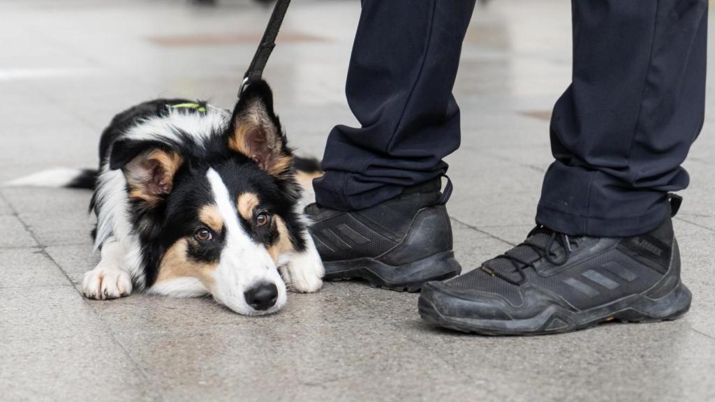 Leo, uno de los perros de la Unidad Canina de la Policía Municipal de Sabadell