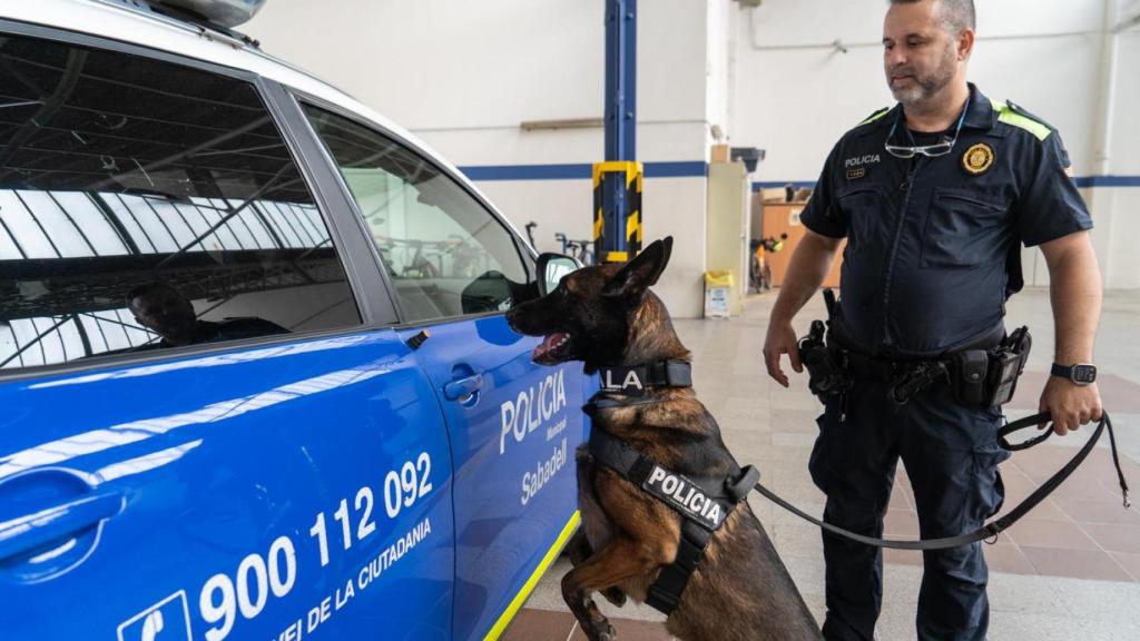 Un dels entrenaments dels gossos de la Unitat Canina de la Policia Municipal de SabadellPolicia Canina