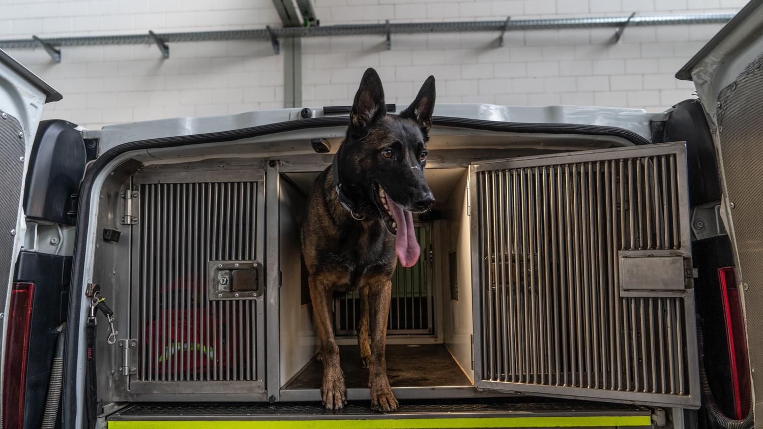 Uno de los perros policía de Sabadell en la furgoneta donde los transportan