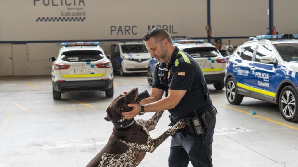 Un dels entrenaments dels gossos de la Unitat Canina de la Policia Municipal de Sabadell