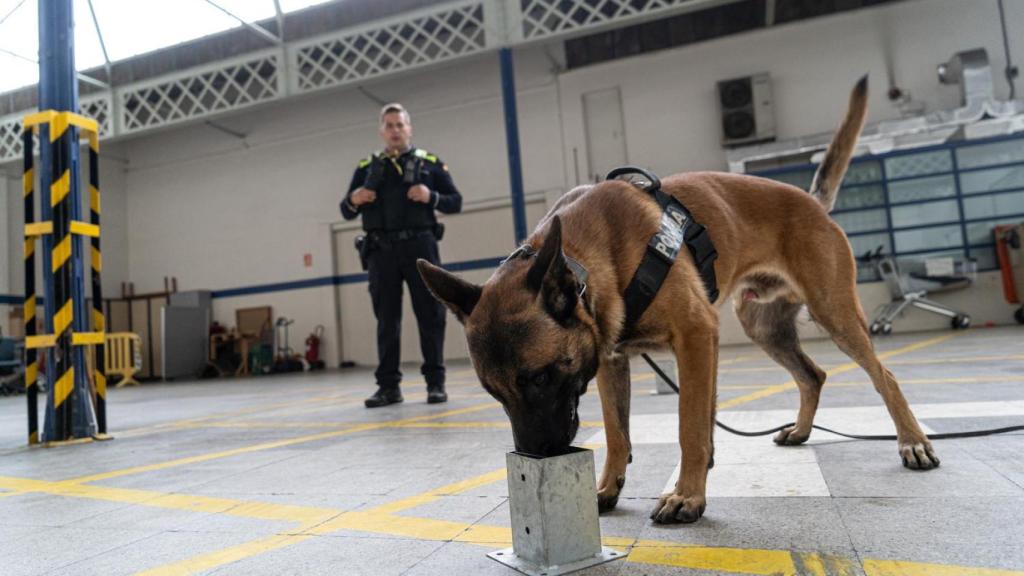 Un dels entrenaments dels gossos de la Unitat Canina de la Policia Municipal de Sabadell