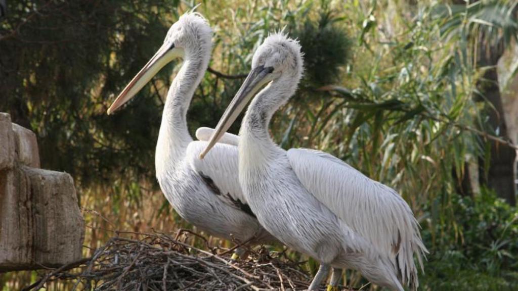 Pelicans al Zoo de Barcelona