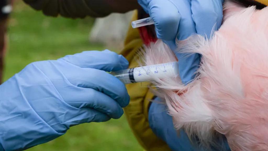 Vacunación de un ave en el Zoo