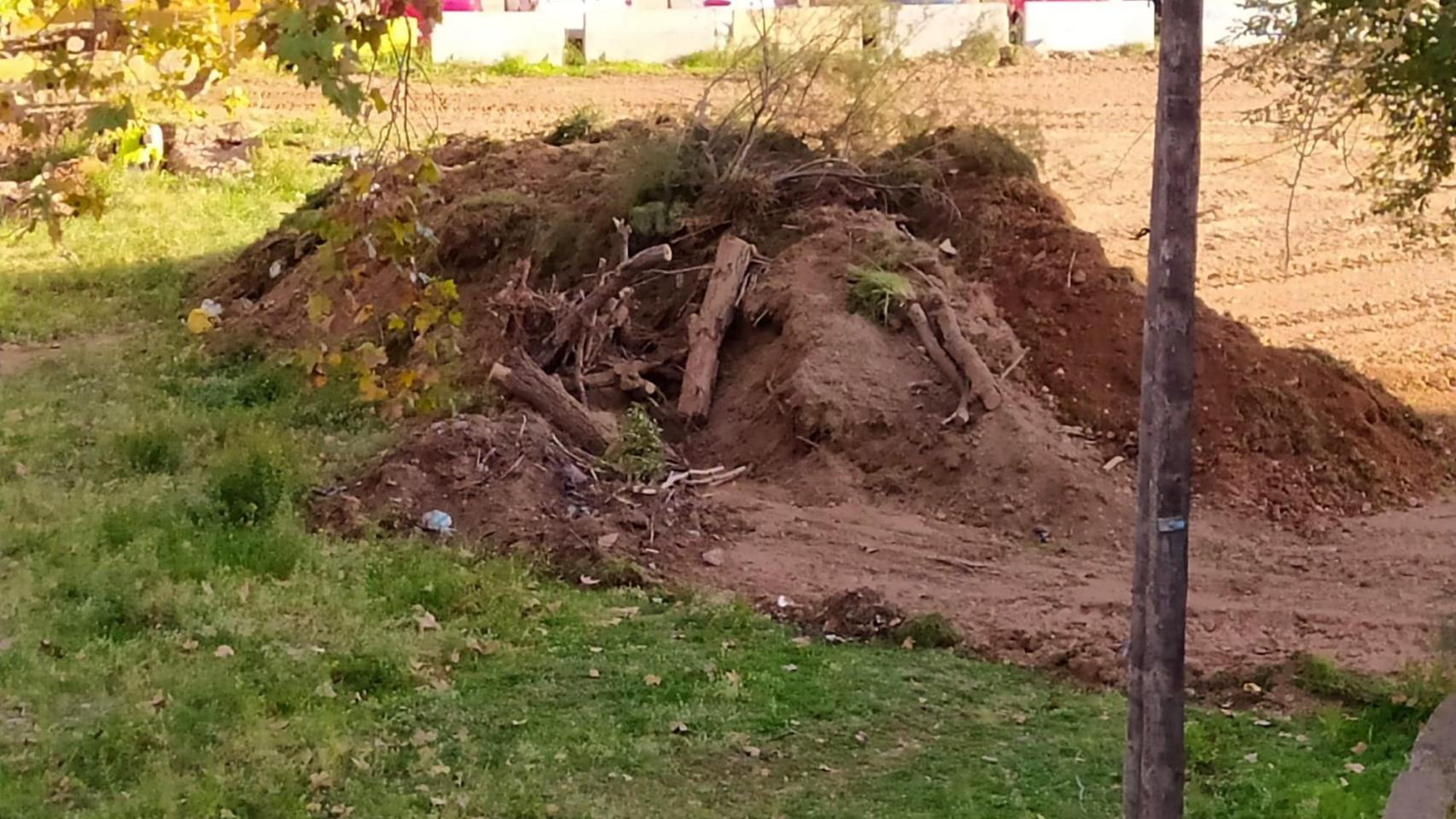 Árboles talados en Trinitat Nova