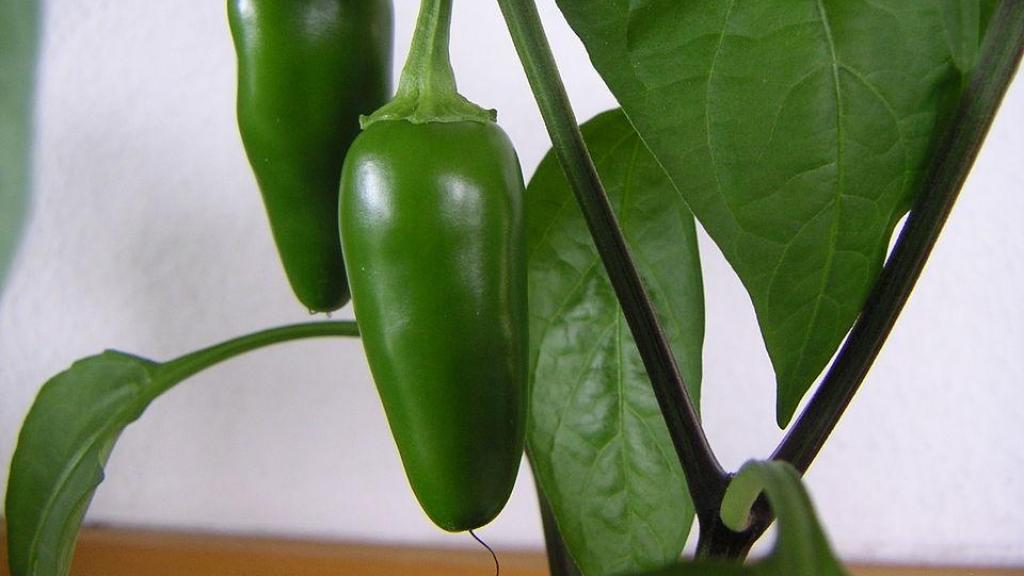 Jalapeño