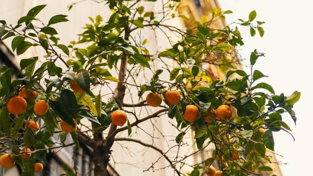 Tarongers a Barcelona