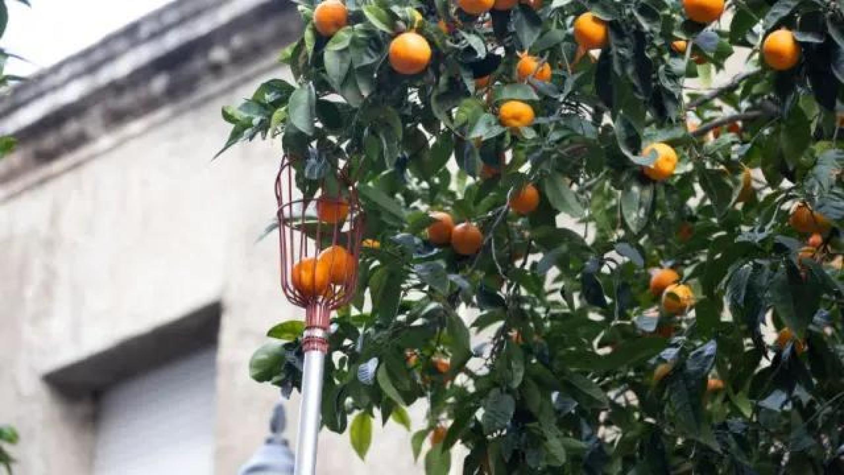La fundación de Barcelona que convierte las naranjas de la calle en mermelada: 12.400 tarros con más de 5.000 kilos