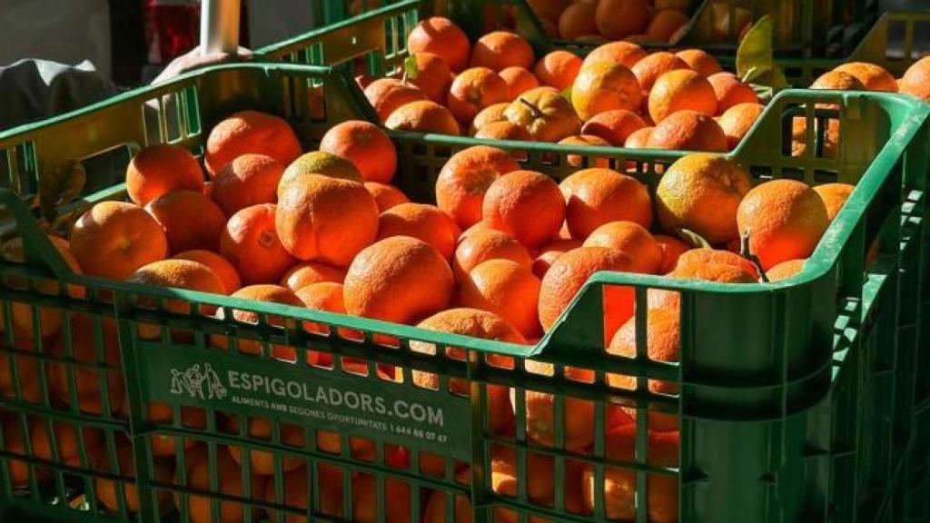 Naranjas recogidas en Barcelona con voluntarios y la Fundació Espigoladors