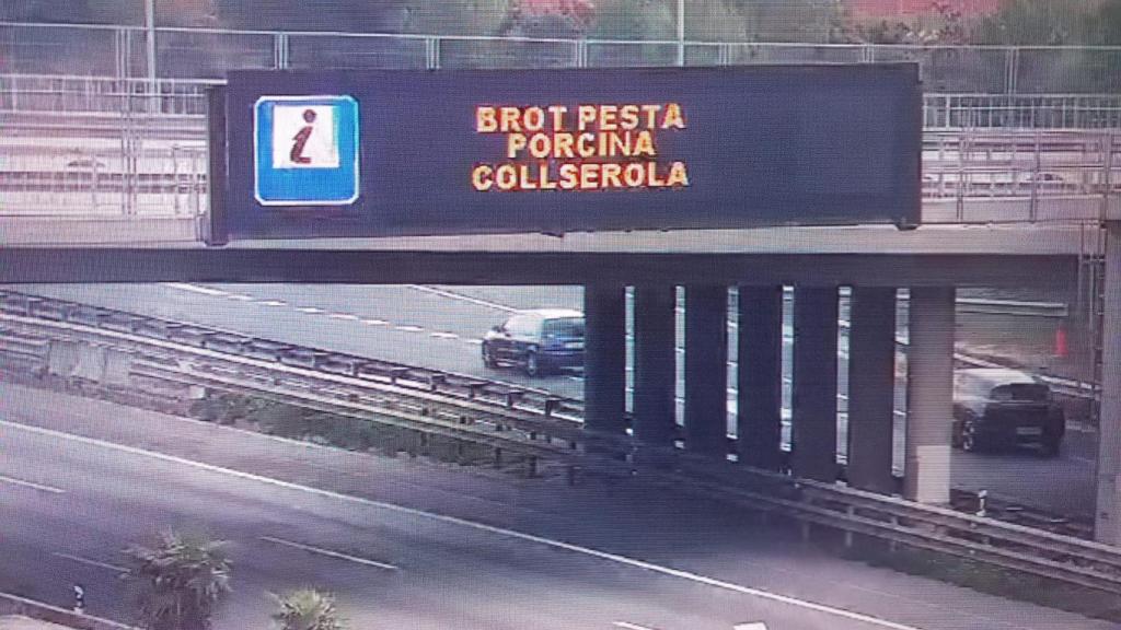 Trànsit activa un missatge per informar del brot de pesta porcina