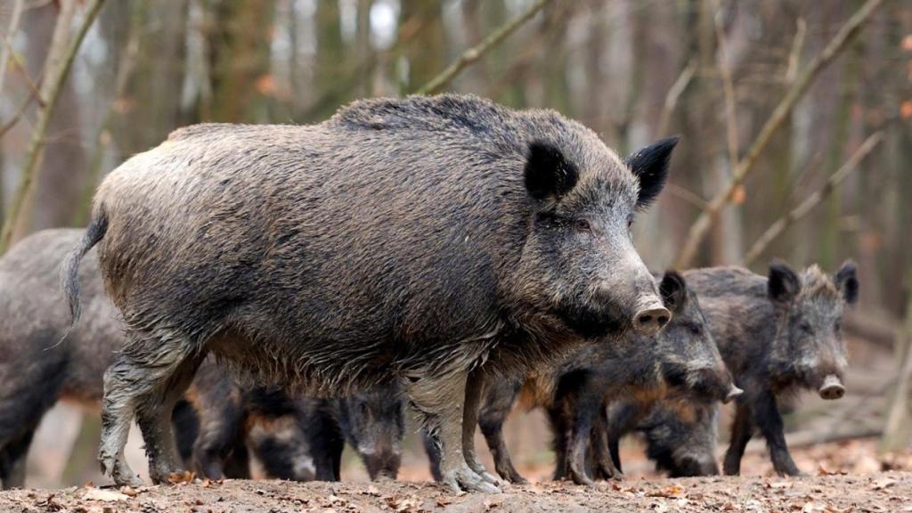 Una familia de jabalíes