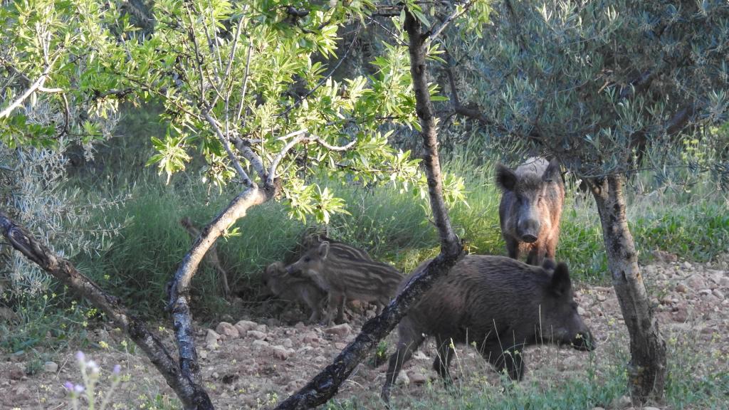 Varios jabalíes en Collserola