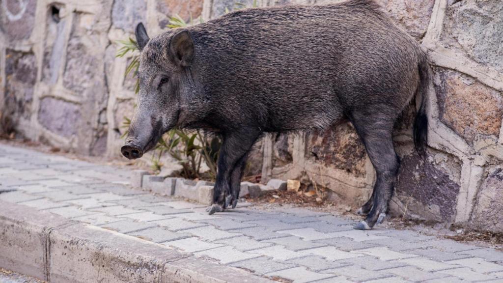 Un senglar en una imatge d'arxiu