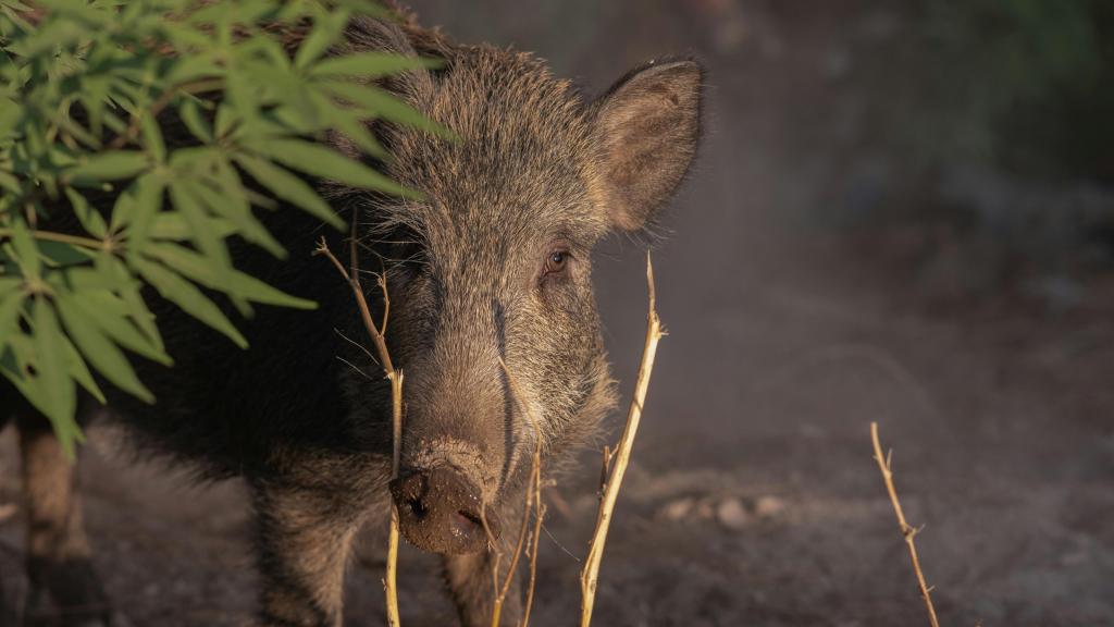 Jabalí