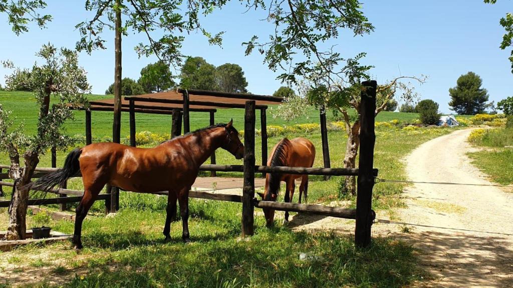 Dos caballos del Aula Entorn Rural Can Jordi
