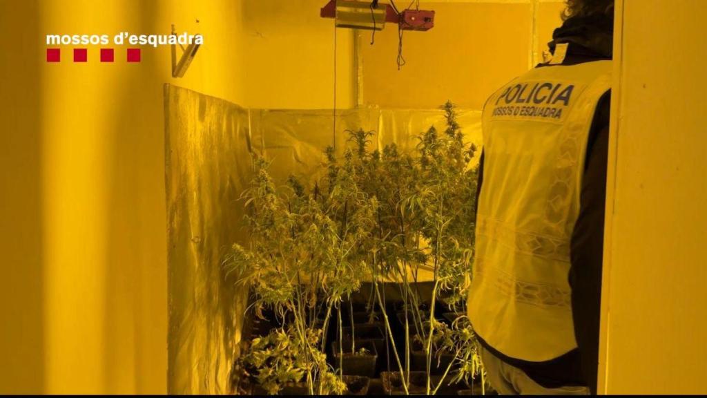 Plantaciones de marihuana encontradas durante el operativo de este miércoles en Barcelona, Badalona y Rubí