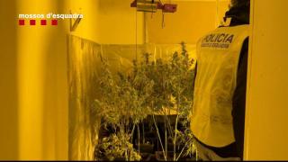 Plantaciones de marihuana encontradas durante el operativo de este miércoles en Barcelona, Badalona y Rubí