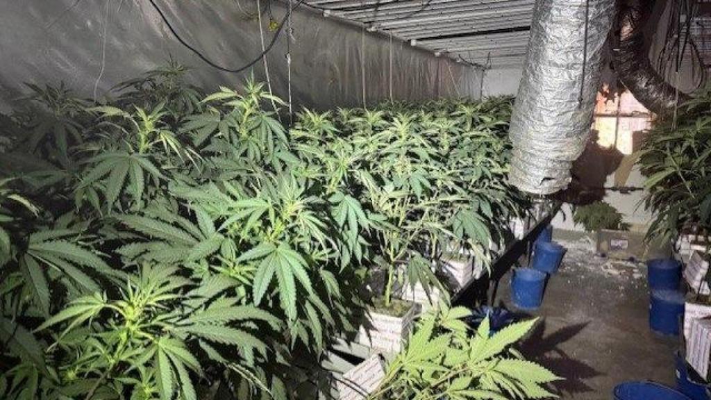 Una de las plantaciones de marihuana desmanteladas en Sant Martí