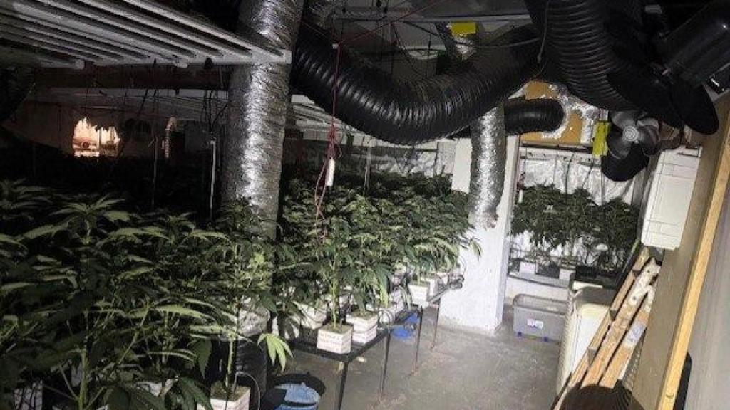 Una de les plantacions de marihuana desmantellades a Sant Martí