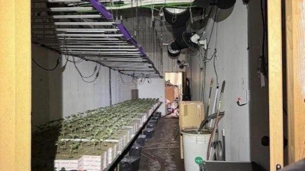 Una de les plantacions de marihuana desmantellades a Sant Martí