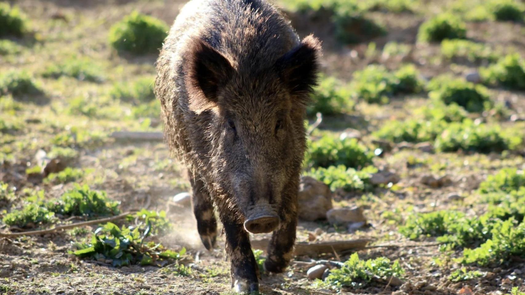 Un jabalí en una imagen de archivo
