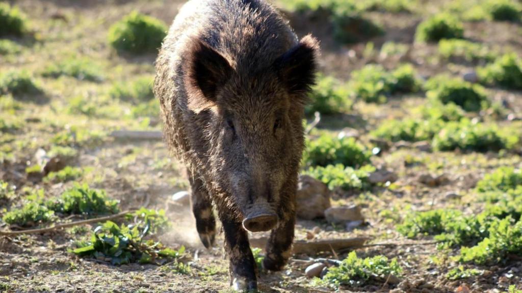 Un jabalí en una imagen de archivo
