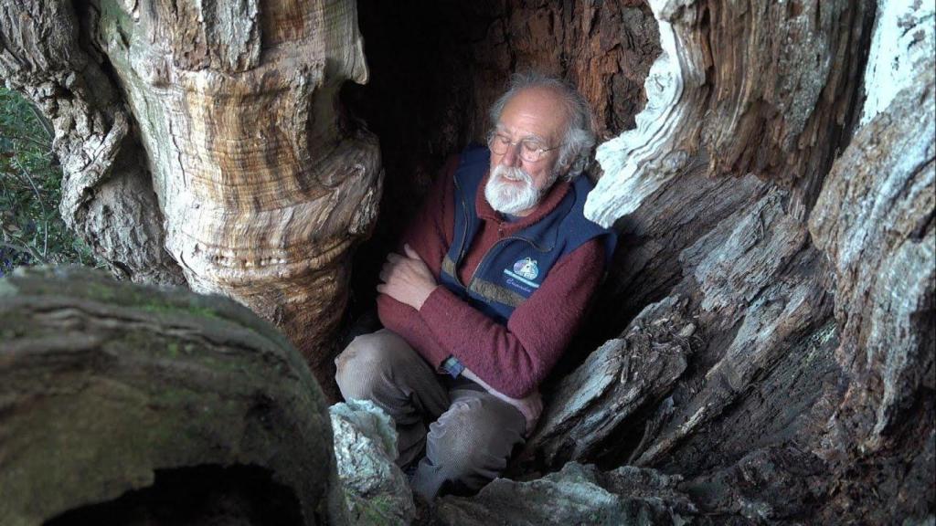 Pep Durán en un árbol