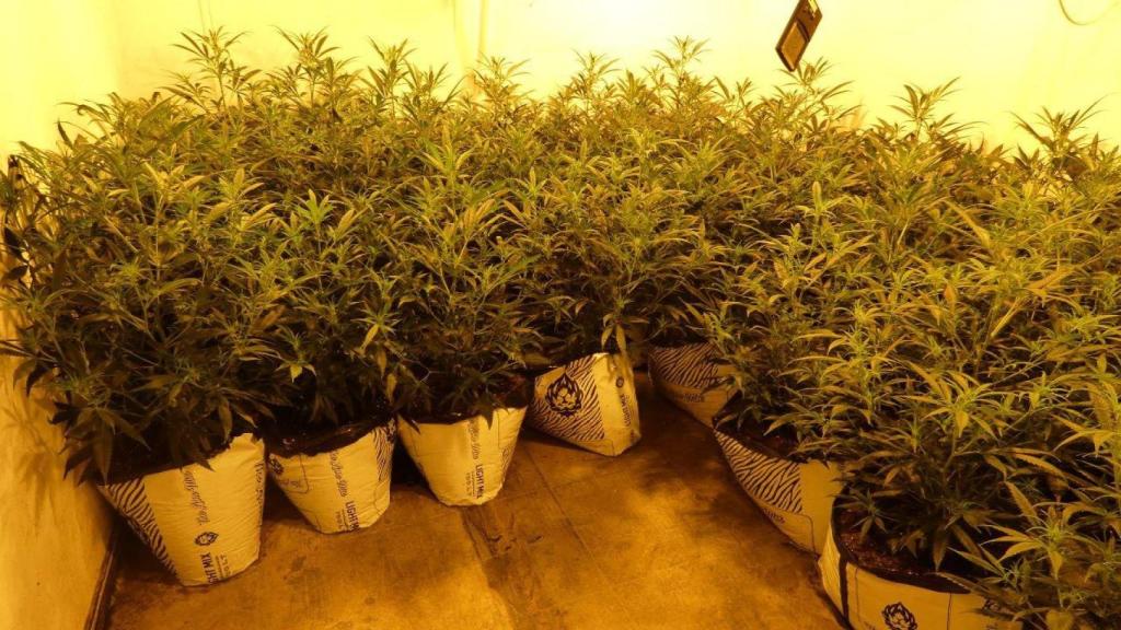 Las 70 plantas de marihuana intervenidas en Santa Coloma