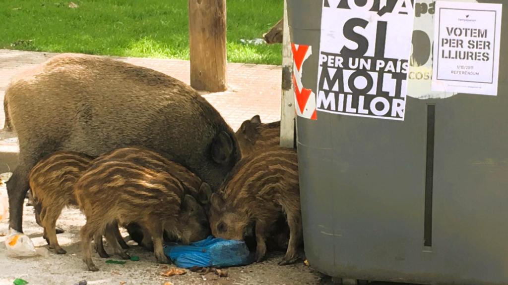 Una familia de jabalíes está comiendo bajo un cartel independentista de aquel 1 de octubre / Albert Aymamí