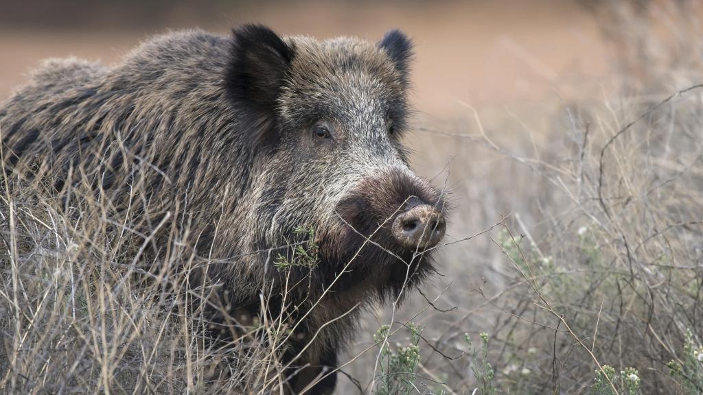 Un jabalí