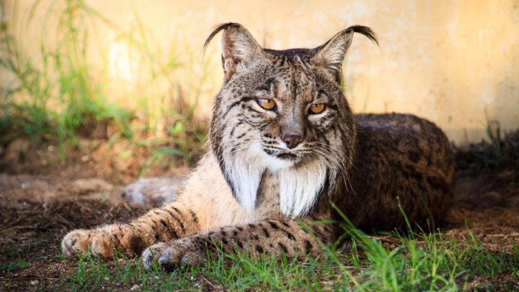 Un lince tumbado