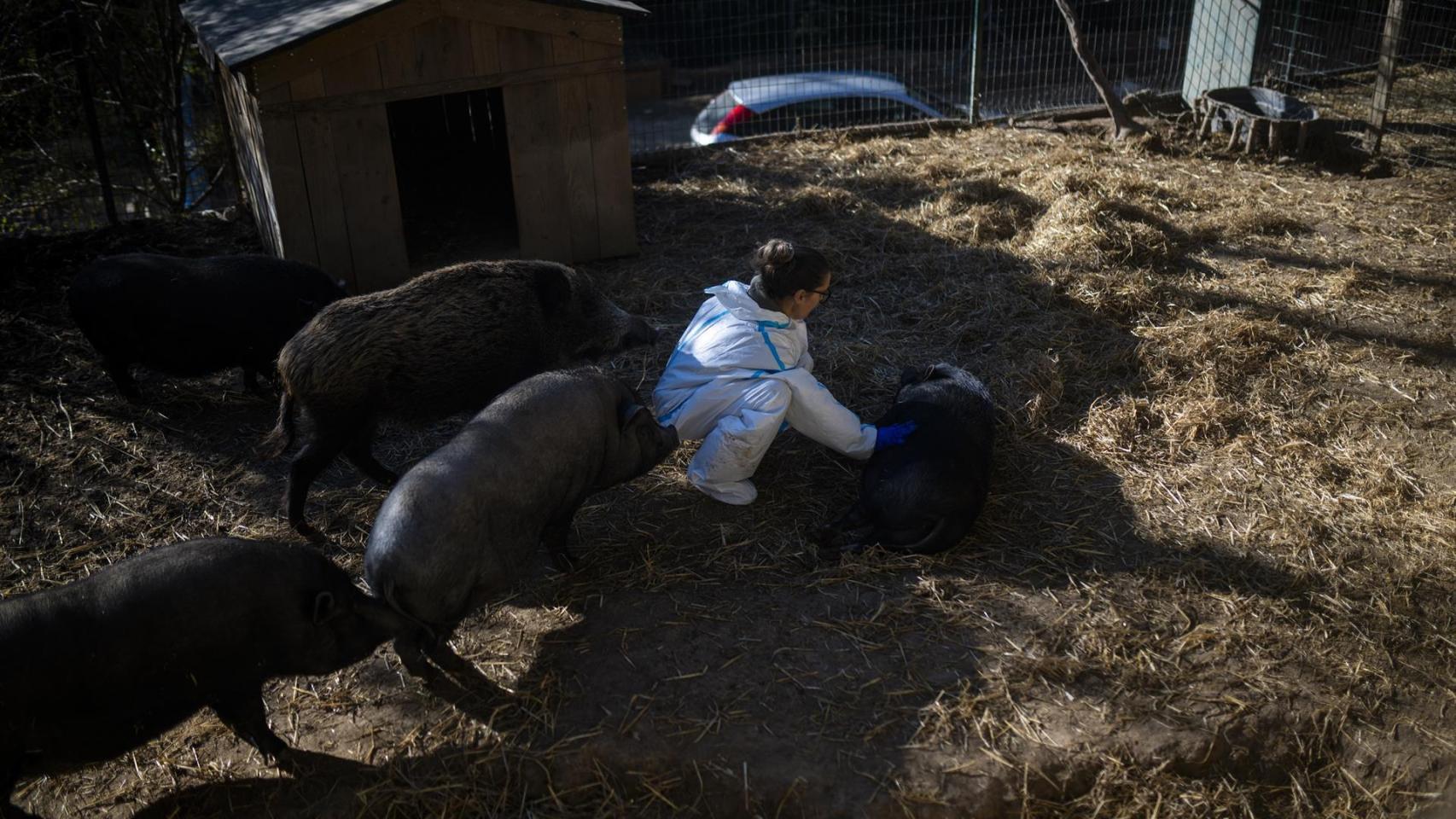 Una granja con cerdos en Rubí, a 9 de diciembre de 2025