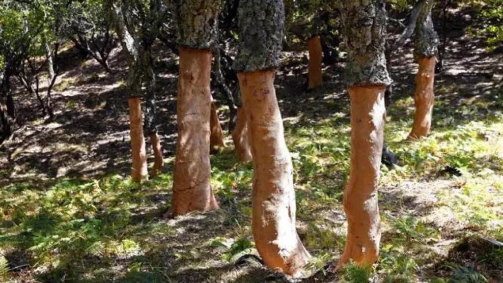 Ejemplares de alcornoque recién descorchados en una imagen de archivo