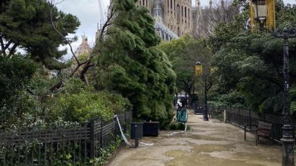 Árbol caído en el centro del parque de la plaza Sagrada Família