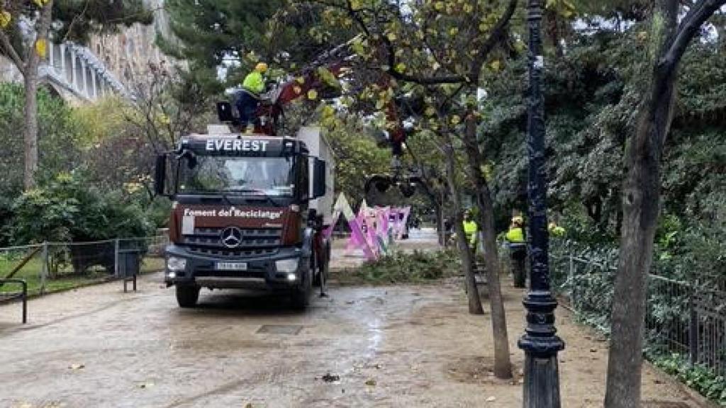 El servicio de jardinería del Ayuntamiento tala el enorme árbol que la tormenta ha tumbado en Sagrada Família