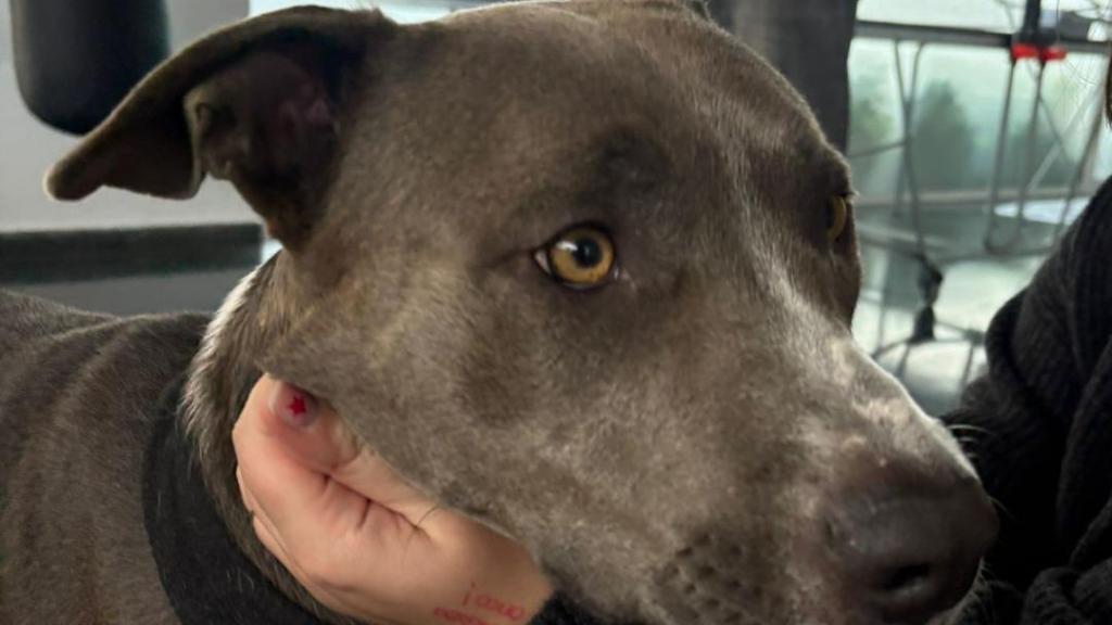 Tina, el perro de la paciente a la que el Hospital del Mar ha autorizado su entrada